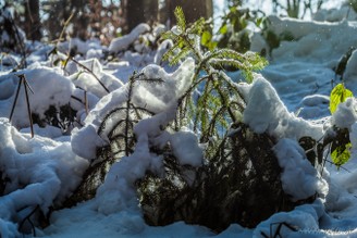 020_D7200-_DSC1133-Bearbeitet.jpg